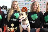 Chrt_dostihy_Greyhound_Park_Motol_Praha_Four_Leaf_Cup_IMG_0186.JPG