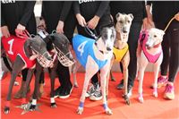 Chrt_dostihy_Greyhound_Park_Motol_Praha_Four_Leaf_Cup_IMG_0220.JPG