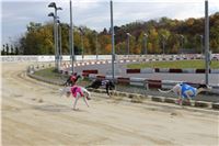 Chrt_dostihy_Greyhound_Park_Motol_Praha_Four_Leaf_Cup_IMG_0232.JPG