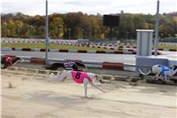 Chrt_dostihy_Greyhound_Park_Motol_Praha_Four_Leaf_Cup_IMG_0233.JPG