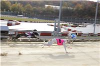 Chrt_dostihy_Greyhound_Park_Motol_Praha_Four_Leaf_Cup_IMG_0234.JPG