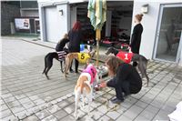 Chrt_dostihy_Greyhound_Park_Motol_Praha_Four_Leaf_Cup_IMG_0236.JPG