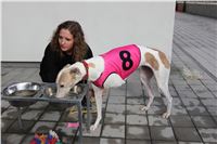 Chrt_dostihy_Greyhound_Park_Motol_Praha_Four_Leaf_Cup_IMG_0237.JPG