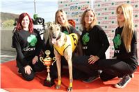 Chrt_dostihy_Greyhound_Park_Motol_Praha_Four_Leaf_Cup_IMG_0292.JPG