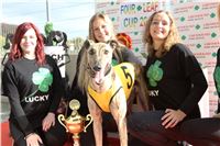 Chrt_dostihy_Greyhound_Park_Motol_Praha_Four_Leaf_Cup_IMG_0293.JPG