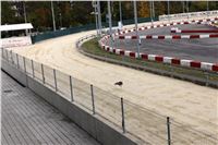 Chrt_dostihy_Greyhound_Park_Motol_Praha_Four_Leaf_Cup_IMG_0329.JPG