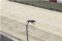 Chrt_dostihy_Greyhound_Park_Motol_Praha_Four_Leaf_Cup_IMG_0330.JPG