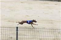 Chrt_dostihy_Greyhound_Park_Motol_Praha_Four_Leaf_Cup_IMG_0331.JPG