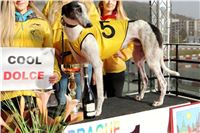 Chrt_dostihy_Prague-Cup_Greyhound_Park_Motol_2_IMG_0470_v.jpg