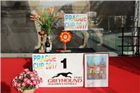 Chrt_dostihy_Prague-Cup_Greyhound_Park_Motol_IMG_0435.jpg