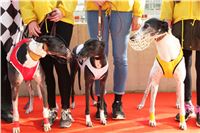 Chrt_dostihy_Prague Cup_Greyhound_Park_Motol_IMG_0441.JPG