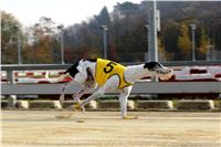 Chrt_dostihy_Prague Cup_Greyhound_Park_Motol_IMG_0449.JPG