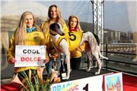 Chrt_dostihy_Prague Cup_Greyhound_Park_Motol_IMG_0470.JPG
