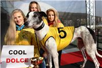 Chrt_dostihy_Prague Cup_Greyhound_Park_Motol_IMG_0477.JPG