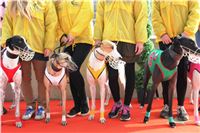 Chrt_dostihy_Prague Cup_Greyhound_Park_Motol_IMG_0519.JPG