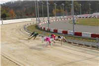 Chrt_dostihy_Prague Cup_Greyhound_Park_Motol_IMG_0531.JPG