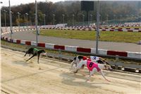 Chrt_dostihy_Prague Cup_Greyhound_Park_Motol_IMG_0532.JPG