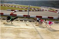 Chrt_dostihy_Prague Cup_Greyhound_Park_Motol_IMG_0533.JPG