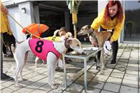 Chrt_dostihy_Prague Cup_Greyhound_Park_Motol_IMG_0538.JPG