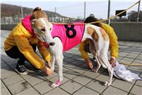 Chrt_dostihy_Prague Cup_Greyhound_Park_Motol_IMG_0541.JPG