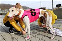 Chrt_dostihy_Prague Cup_Greyhound_Park_Motol_IMG_0542.JPG