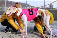 Chrt_dostihy_Prague Cup_Greyhound_Park_Motol_IMG_0544.JPG