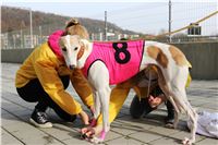 Chrt_dostihy_Prague Cup_Greyhound_Park_Motol_IMG_0545.JPG