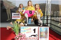 Chrt_dostihy_Prague Cup_Greyhound_Park_Motol_IMG_0547.JPG