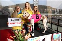 Chrt_dostihy_Prague Cup_Greyhound_Park_Motol_IMG_0551.JPG