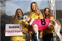 Chrt_dostihy_Prague Cup_Greyhound_Park_Motol_IMG_0555.JPG