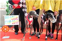 Chrt_dostihy_Prague Cup_Greyhound_Park_Motol_IMG_0576.JPG