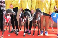 Chrt_dostihy_Prague Cup_Greyhound_Park_Motol_IMG_0577.JPG