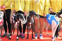 Chrt_dostihy_Prague Cup_Greyhound_Park_Motol_IMG_0578.JPG