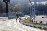 Chrt_dostihy_Prague Cup_Greyhound_Park_Motol_IMG_0600.JPG