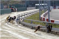 Chrt_dostihy_Prague Cup_Greyhound_Park_Motol_IMG_0602.JPG