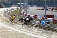 Chrt_dostihy_Prague Cup_Greyhound_Park_Motol_IMG_0604.JPG