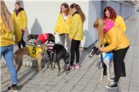 Chrt_dostihy_Prague Cup_Greyhound_Park_Motol_IMG_0608.JPG