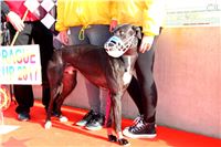 Chrt_dostihy_Prague Cup_Greyhound_Park_Motol_IMG_0634.JPG