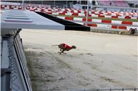 Chrt_dostihy_Prague Cup_Greyhound_Park_Motol_IMG_0701.JPG