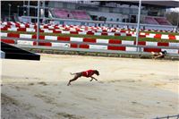 Chrt_dostihy_Prague Cup_Greyhound_Park_Motol_IMG_0702.JPG