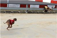 Chrt_dostihy_Prague Cup_Greyhound_Park_Motol_IMG_0704.JPG