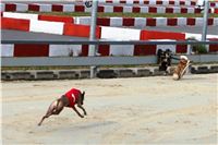 Chrt_dostihy_Prague Cup_Greyhound_Park_Motol_IMG_0705.JPG