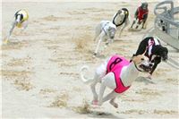 Chrt_dostihy_Ceska_Greyhound_Dostihova_Federace_004.jpg