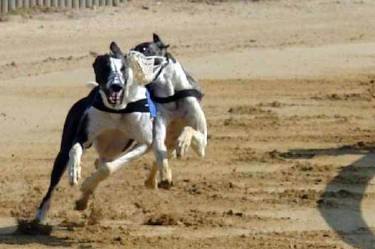 Chrti_dostihy_Czech_Greyhound_Racing_Federation_elektronicky_rozhodci_jury_002.jpg
