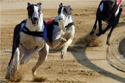 Chrti_dostihy_Czech_Greyhound_Racing_Federation_elektronicky_rozhodci_jury_003.jpg