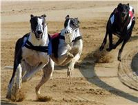 Chrti_dostihy_Czech_Greyhound_Racing_Federation_elektronicky_rozhodci_jury_012.jpg