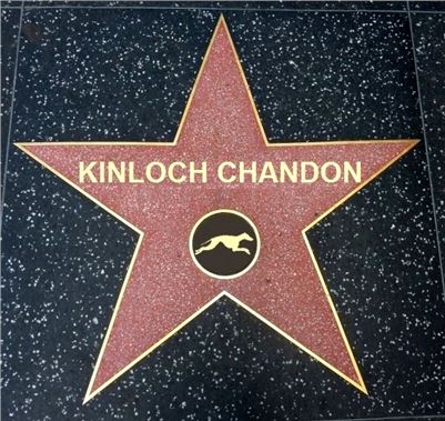 Chrt_dostihy_Oskari_akce_Golden_Awards_Greyhound_Park_Motol_star_KINLOCH CHANDON.jpg